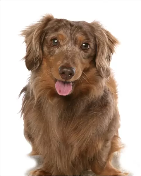 Domestic Dog, Long-haired Dachshund, adult, standing