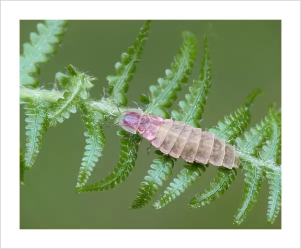 Common Glow-worm (Lampyris noctiluca) adult female, resting on fern frond, Northern Italy, july