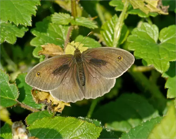 Meadow Brown (Maniola jurtina) adult male, sunning on leaves, Warren Hill, West Sussex, England, july