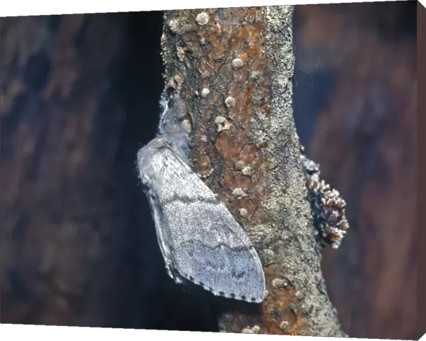 Moth - Tussock Pale (Dasychira pudibunda) Female on branch