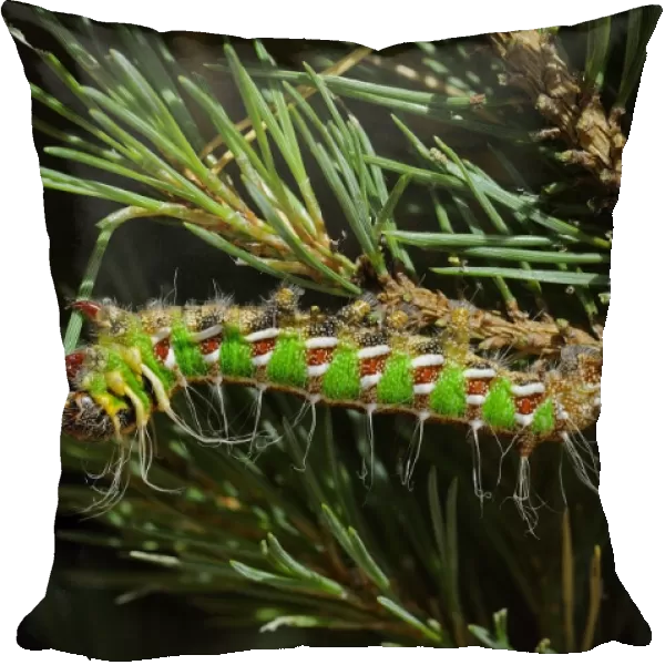 Spanish Moon Moth (Graellsia isabellae) fully grown larva, feeding on Scots Pine (Pinus sylvestris)