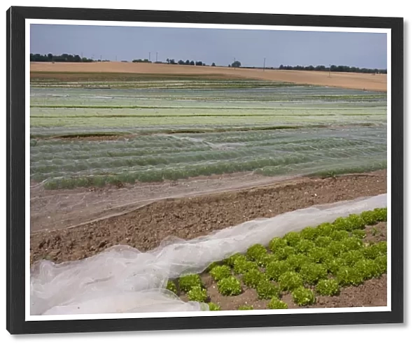Lettuce (Lactuca sativa) young crop, proteced under netting in field, near Northbourne, Kent, England, july