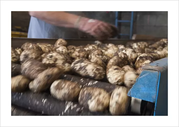 Potato (Solanum tuberosum) new potatoes, tubers passing over riddle for sorting before bagging, East Lancashire
