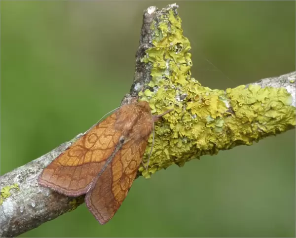 Bordered Sallow (Pyrrhia umbra) adult, resting on lichen covered twig, Cannobina Valley, Piedmont, Northern Italy, july