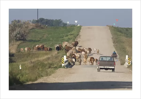 Cattle farming, farmers using pickup truck and quad bike to drive herd along road to new pasture, North Dakota, U. S. A