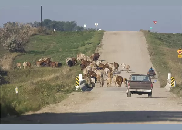 Cattle farming, farmers using pickup truck and quad bike to drive herd along road to new pasture, North Dakota, U. S. A