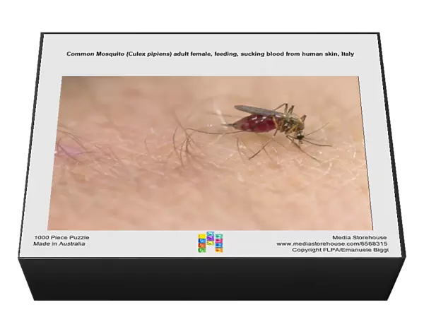 Common Mosquito (Culex pipiens) adult female, feeding, sucking blood from human skin, Italy
