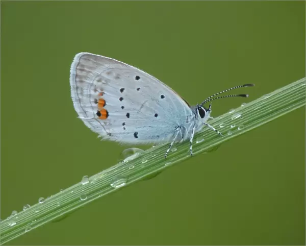 Short-tailed Blue (Everes argiades) adult male, resting on grass during rainfall, France, july