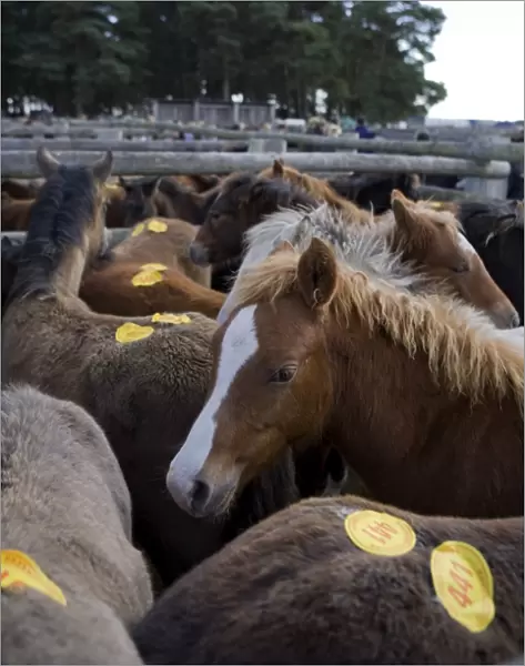 Ponies with auction numbers in pens at sale, New Forest, Hampshire, England, october