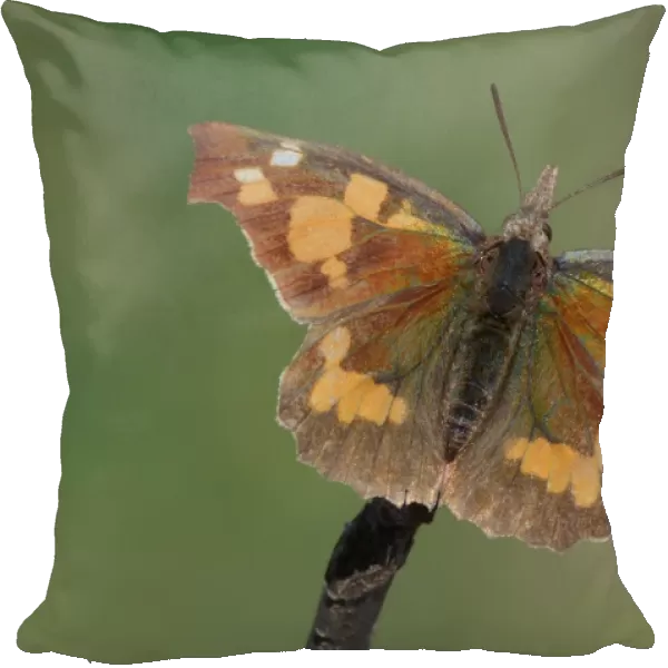 Nettle-tree Butterfly (Libythea celtis) adult male, basking in sunshine after emerging from winter hibernation