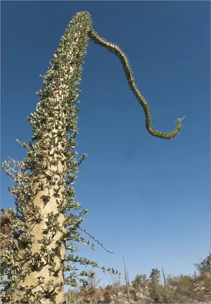 Boojum Tree (Fouquieria columnaris) trunk, Valle de los Cirios, Central Desert N. P. Baja California, Mexico, march
