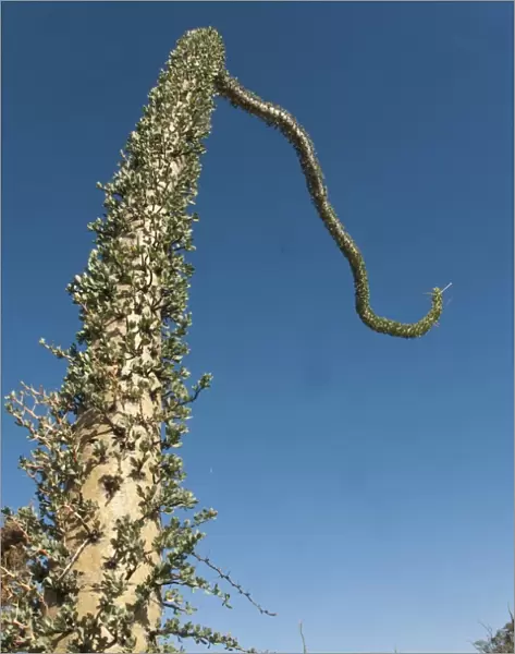 Boojum Tree (Fouquieria columnaris) trunk, Valle de los Cirios, Central Desert N. P. Baja California, Mexico, march