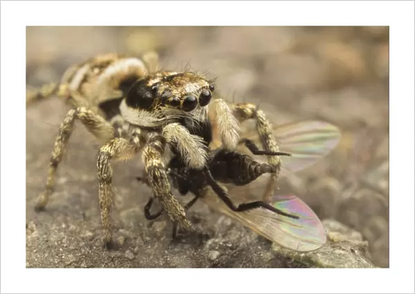 Zebra Jumping Spider (Salticus scenicus) adult, feeding on fly prey, Leicestershire, England, june
