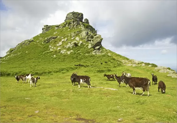 Feral Goat (Capra hircus) herd, standing in dry valley habitat, Lynton, Valley of the Rocks, Lynton, Exmoor N. P