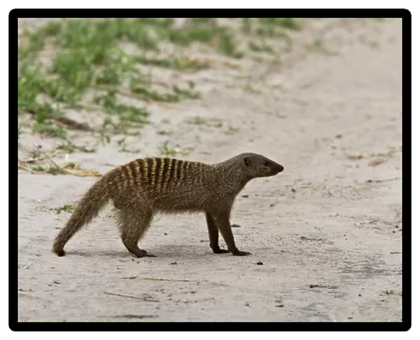 Banded Mongoose - Botswana