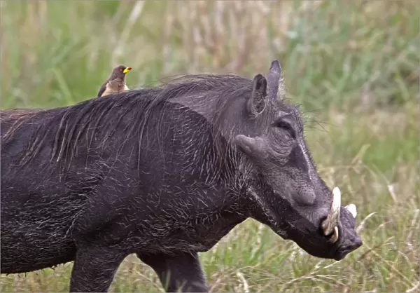 African Warthog with yellow billed oxpecker riding on its back