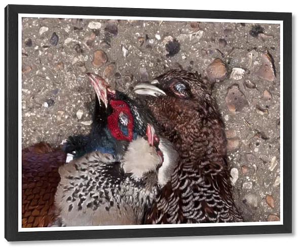 Dead game birds, male pheasant, dark colour female pheasant and red legged partridge
