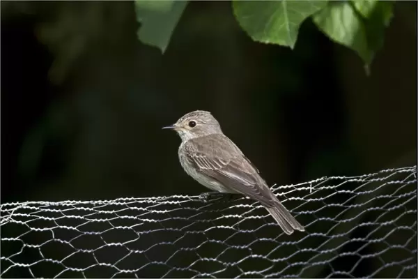 Spotted Flycatcher on garden wire fence