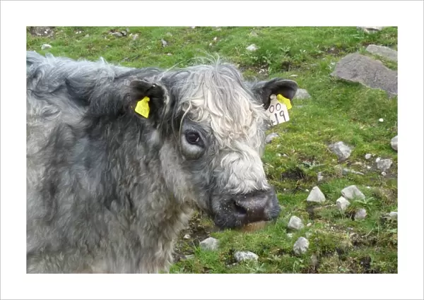 Galloway cross cow with ear tags