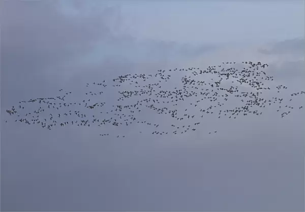 About 750 Brent Geese flying along the sea wall Terrington Marsh, The Wash