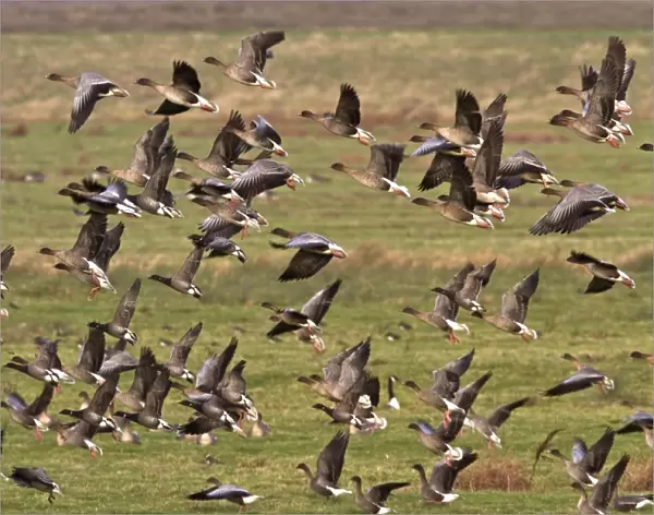 flying flock of Pink-footed geese with some Brent Geese, Brancaster North Norfolk