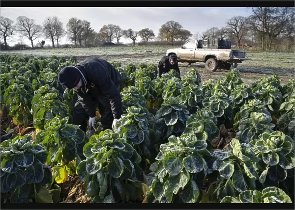 Brussels Sprout (Brassica oleracea) crop, field being harvested in frosty conditions, Arley, Cheshire, England