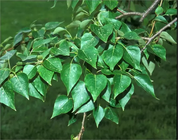 Poplar Balsam Western (Populus trichicarpa) Leaf