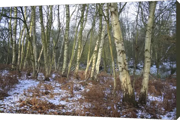 Silver Birch (Betula pendula) woodland habitat in snow, at edge of river valley fen, Redgrave and Lopham Fen N. N. R