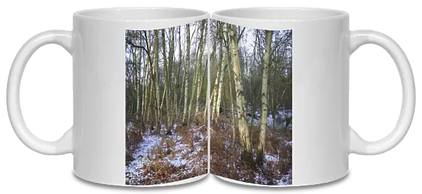 Silver Birch (Betula pendula) woodland habitat in snow, at edge of river valley fen, Redgrave and Lopham Fen N. N. R