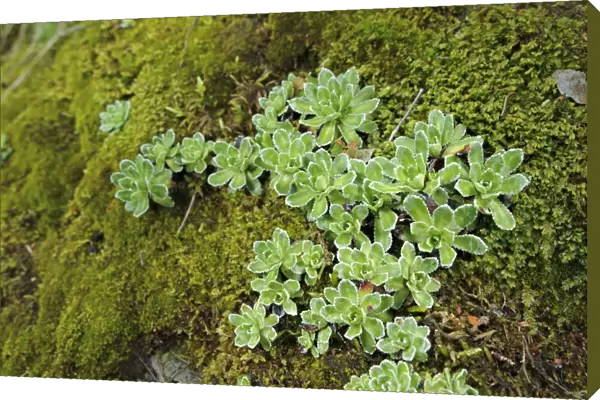 Livelong Saxifrage (Saxifraga paniculata) growing on slope, Italy, june