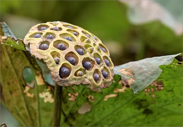 Indian Lotus (Nelumbo nucifera) close-up of seedhead, Kota Kinabalu, Sabah, Borneo, Malaysia
