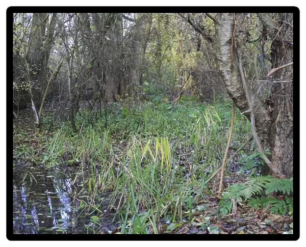 Common Alder (Alnus glutinosa) alder carr wet woodland habitat, Fen Alder Carr L. N. R
