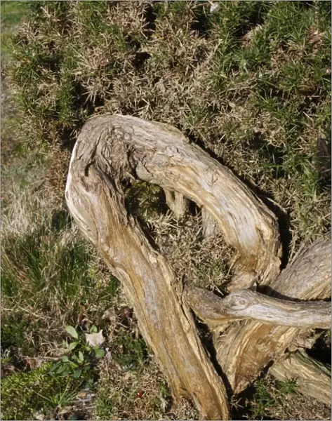 Common Gorse (Ulex europaeus) twisted trunk, growing on lowland heathland reserve, Wortham Ling, Suffolk, England