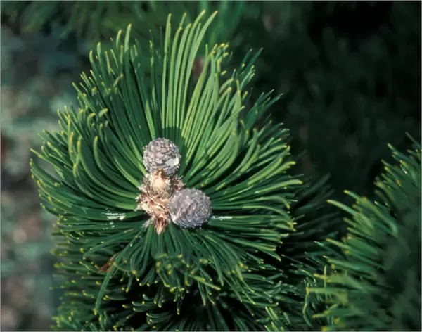 Bosnian Pine (Pinus leucodermis) Cones  /  February