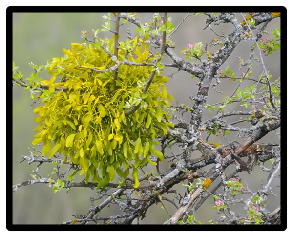 Mistletoe (Viscum album) growing in tree with flowerbuds, Italy, april