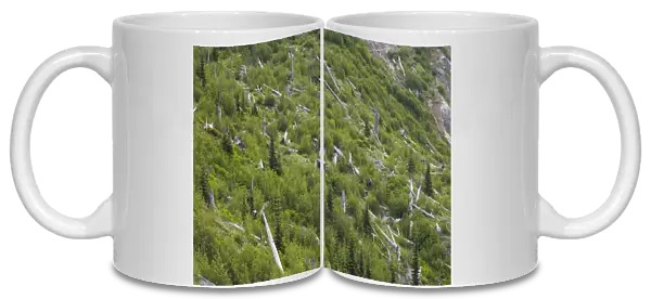 Regenerating forest amongst remains of dead trees killed by volcanic eruption, Spirit Lake, Mount St. Helens N. P
