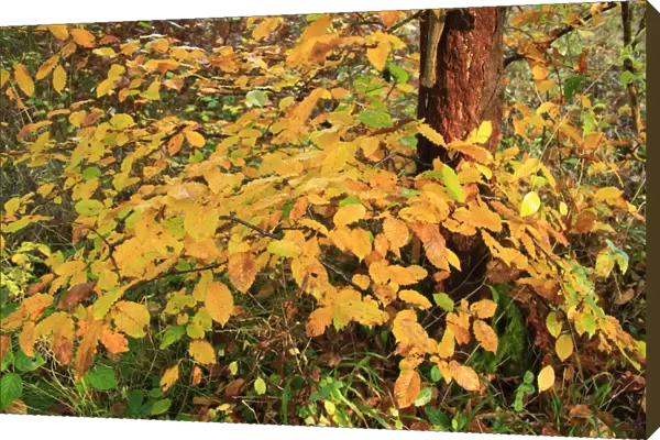 European Hornbeam (Carpinus betulus) close-up of leaves in autumn colour, growing in ancient woodland