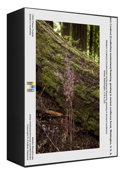 Western Coralroot (Corallorhiza mertensiana) flowering, growing in ancient coniferous forest, Washington, U. S. A. july