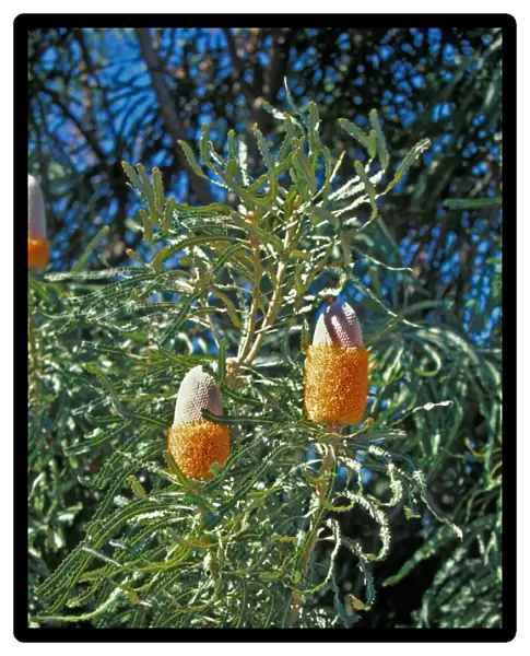 Acorn Banksia (Banksia prionotes) Flowering head  /  Australia