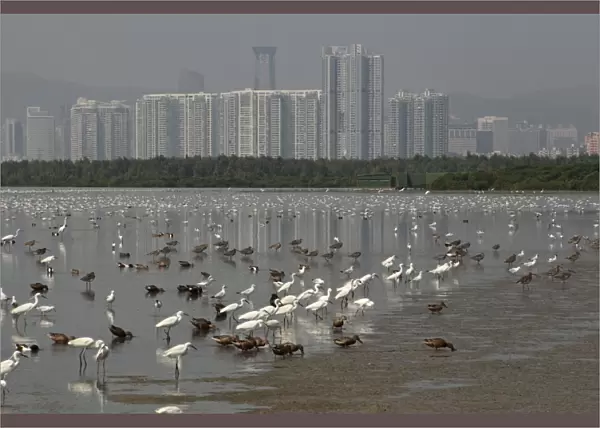 View of estuary with mixed flock of egrets, ducks, gulls and waders in incoming tide, Shenzhen City in background