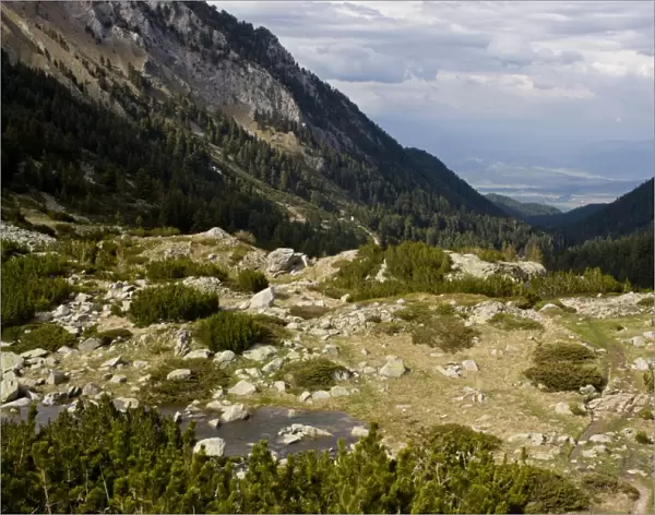 View of tree-line habitat of krummholz dwarf shrubs, with Mountain Pine (Pinus mugo) and Juniper (Juniperus sp. )