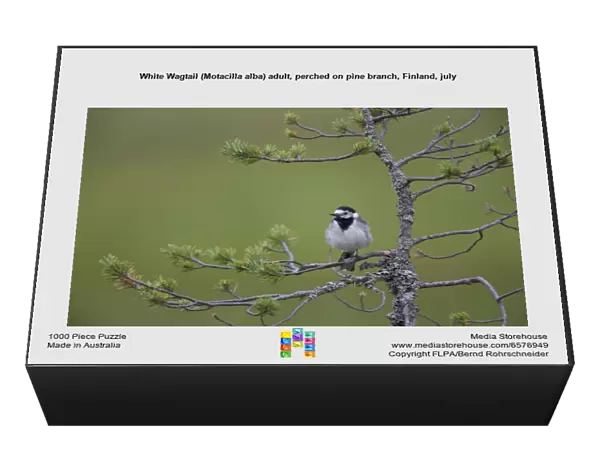 White Wagtail (Motacilla alba) adult, perched on pine branch, Finland, july