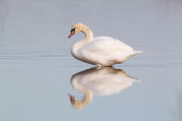 Mute Swan (Cygnus olor) adult female, standing in water with reflection, Suffolk, England, november