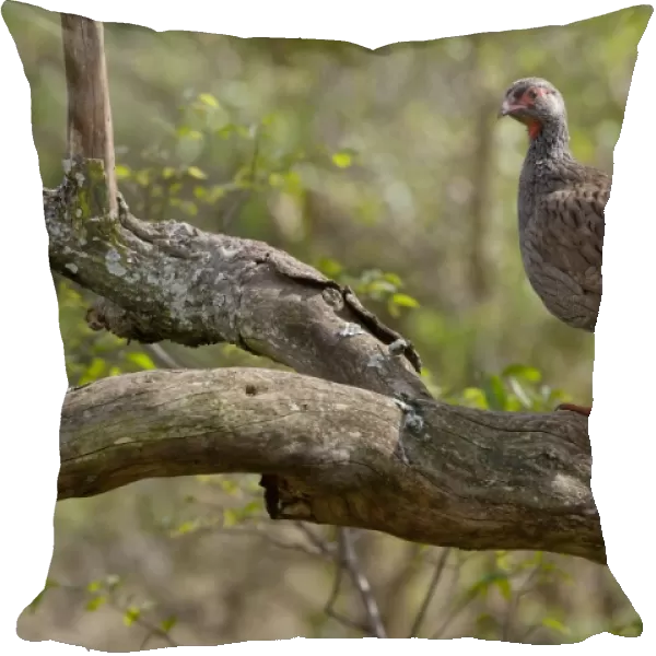 Red-necked Spurfowl (Francolinus afer) adult, standing in tree, Lake Mburo N. P. Uganda