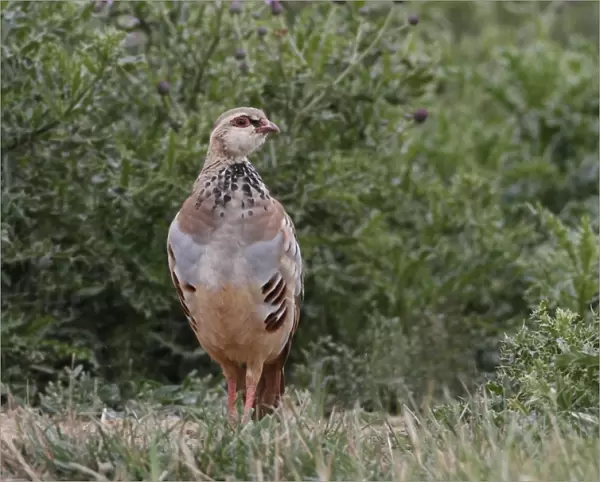 Red-legged Partridge (Alectoris rufa) immature, standing in vegetation, Leicestershire, England, august