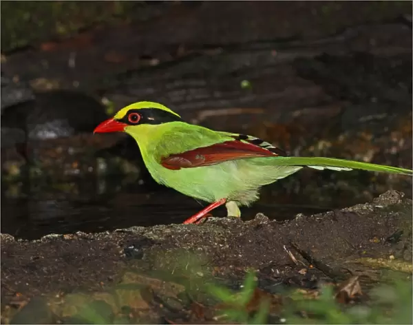 Common Green Magpie (Cissa chinensis chinensis) adult, standing at forest pool, Kaeng Krachan N. P. Thailand, november