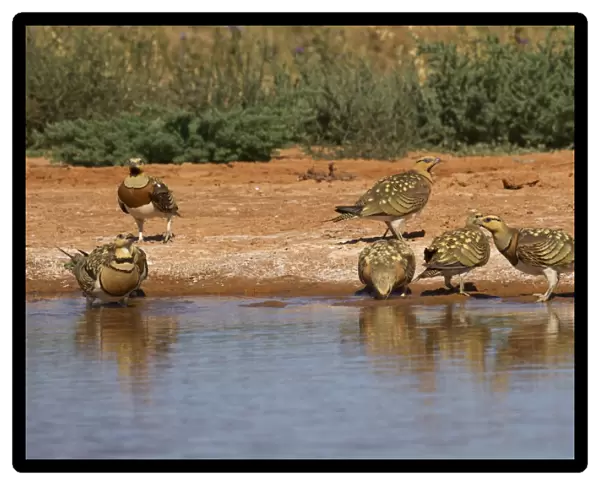 Pin-tailed Sandgrouse (Pterocles alchata) adult males and females, group drinking at pool, Aragon, Spain, july