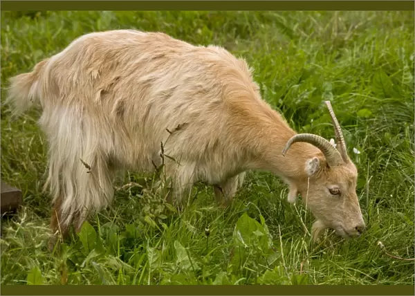 Domestic Goat, Little-eared Goat, adult, grazing, Hortobagy N. P. Great Plain, Eastern Hungary, october