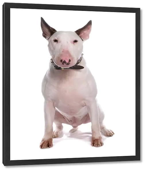 Domestic Dog, Bull Terrier, adult male, sitting, with collar