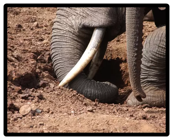 African Elephant (Loxodonta africana) adult with calf, close-up of trunks and feet